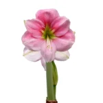 Amaryllis Symphony Single - Blushing Bride® Bulb Amaryllis Symphony Single - Blushing Bride® Bulb