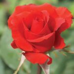 Boksburg Fantasia Hybrid Tea Rose 5lt