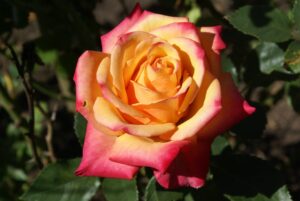 Bonfire-SPEonfi.jpg Bonfire SPEonfi Hybrid Tea Rose 5lt