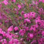 Boronia Magenta Stars 15cm Pot