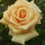 Brass Trumpet Hybrid Tea Rose 5lt