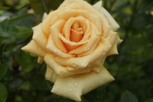 Brass Trumpet Hybrid Tea Rose 5lt