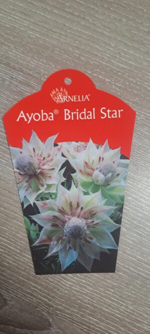 Serruria Ayoba Bridal Star 15cm Pot Serruria Ayoba Bridal Star 15cm Pot