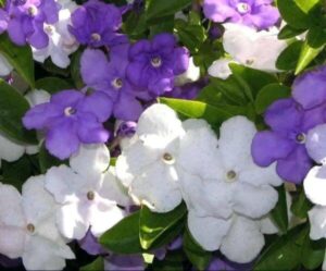 Brunfelsia Floribunda 128 Plug Tray