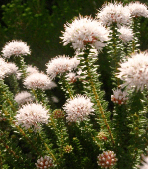 Buchu Plants for sale at clicknplant nursery Buchu Plants for sale at clicknplant nursery