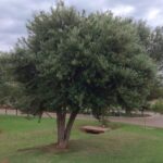 Buddleja Saligna Common Name: False Olive