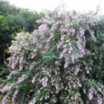 Buddleja Salvifolia Common Name: False Sagewood