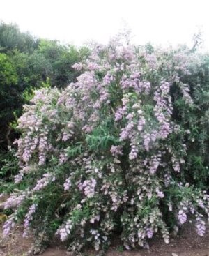 Buddleja Salvifolia Common Name: False Sagewood