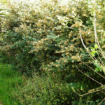 Buddleja Auriculata Common Name: Earleaf Butterfly Bush