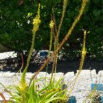 Bulbine Natalensis 3lt