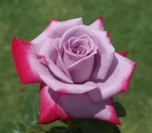 Burning Sky Rose STD 90cm