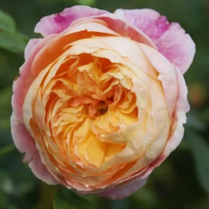 Rose Candice 5lt