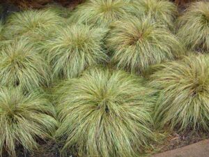 Carex frosted Curls Multi Pot Tray