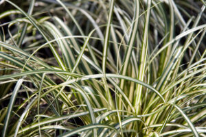 Carex Oshimensis 3lt Common Name: Japanese Sedge