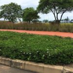 Carissa Green Carpet 3lt