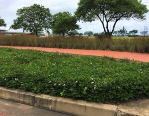 Carissa Green Carpet 3lt