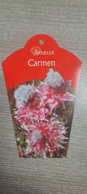 Serruria Carmen 15cm Pot