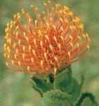 Carnival-Coast-e1433767911466-140x167-1.jpg Carnival Coast Leucospermum (pincushion) 15cm Pot