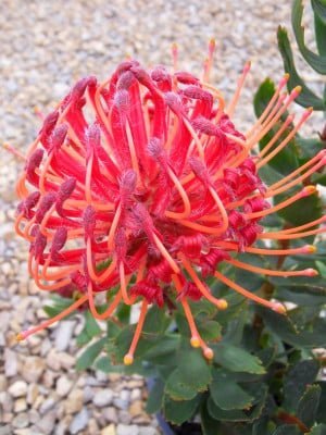 Carnival Red Leucospermum (pincushion) 15cm Pot