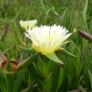 Carpobrotus Edulis 6 Pack