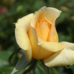 Casanova Hybrid Tea Rose 5lt
