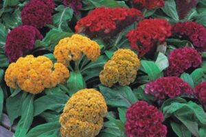 Celosia 'Armor Mix' 4 Pack