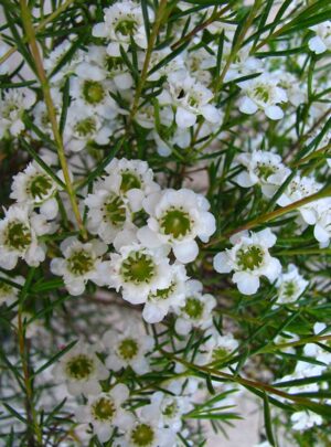 Geraldton Wax 'Marlene' 15cm Pot