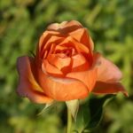 Cherry-Brandy.jpg Cherry Brandy Hybrid Tea Rose 5lt