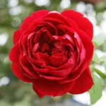 Cherry Garland Climbing Rose 5lt