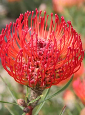 Cherry Spice Leucospermum (pincushion) 15cm Pot