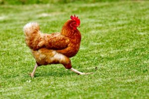 Chicken Herb Combo 4 Pack