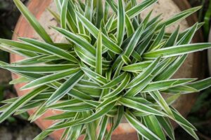 Chlorophytum comosum variegated 3lt Common Name: Variegated Spider Plant