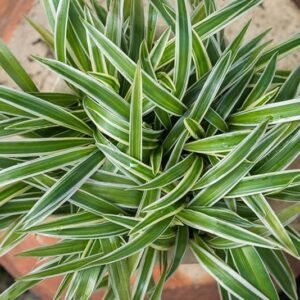 Chlorophytum comosum variegated 3lt Common Name: Variegated Spider Plant
