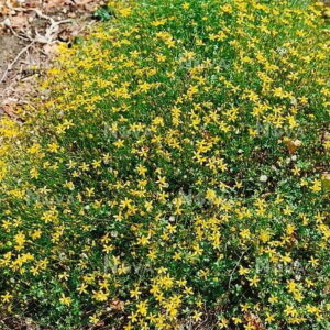 Cineraria Saxifraga 6 Pack