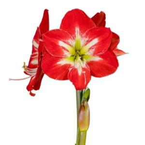 Amaryllis Symphony Single - Cocktail® Bulb Amaryllis Symphony Single - Cocktail® Bulb