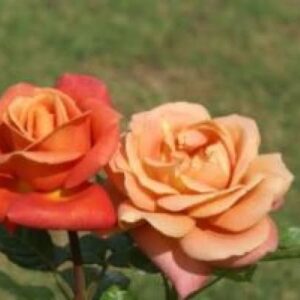 Coreen-Krige.jpg Coreen Krige Hybrid Tea Rose 5lt
