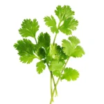 Coriander 6 Pack Tray