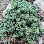 Corpusclaria Lehmanii 128 Plug Tray