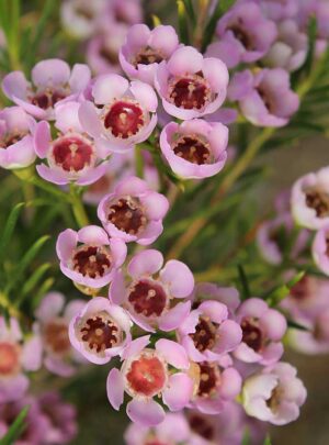 Geraldton Wax 'Cotton Candy' 15cm Pot