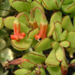 Cotyledon Elisae 128 Plug Tray