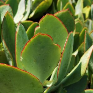 Cotyledon Orbiculata Green 2lt