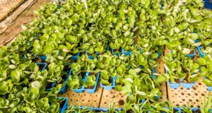 Crassula Multicava 6 Pack