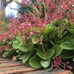 Crassula Multicava Green 2lt