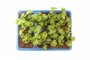 Crassula Pellucida Marginalis 6 Pack