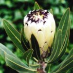 Protea 'Cream Mink' 32cm Pot