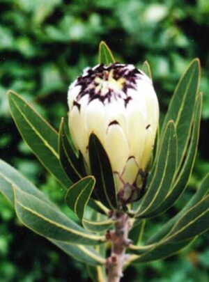Protea 'Cream Mink' 32cm Pot