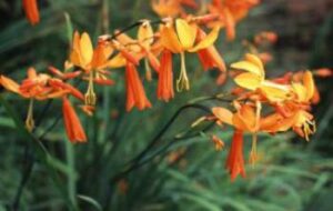 Crocosmia Aurea 2lt
