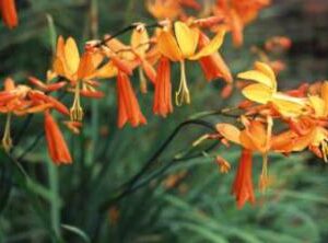 Crocosmia Aurea 2lt