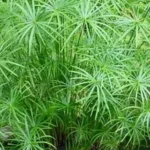 Cyperus Textillus 4lt