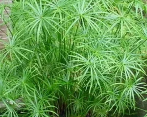 Cyperus Textillus 4lt